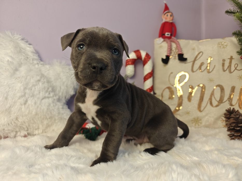 Rodzinny piesek amstaff !