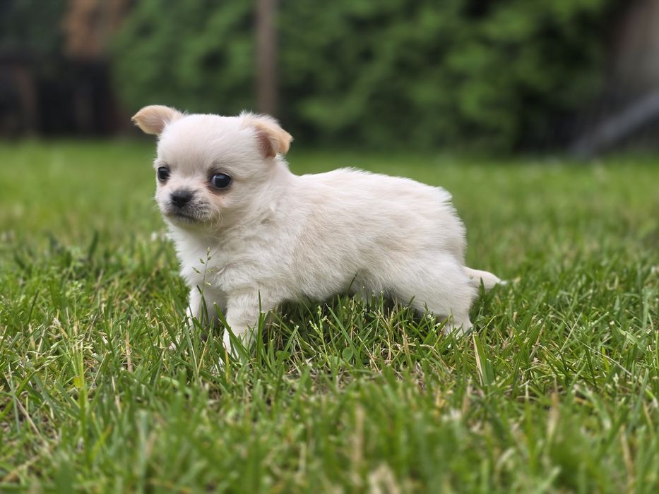Chihuahua długowłosy FCI