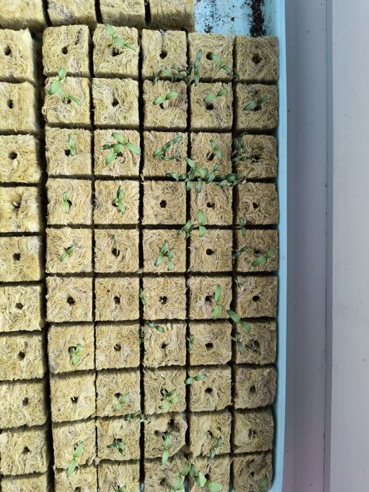 Bloki do sadzonek EcoGrow Rockwool hydroponic 50szt