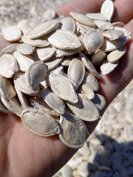 Насіння гарбуза сортове