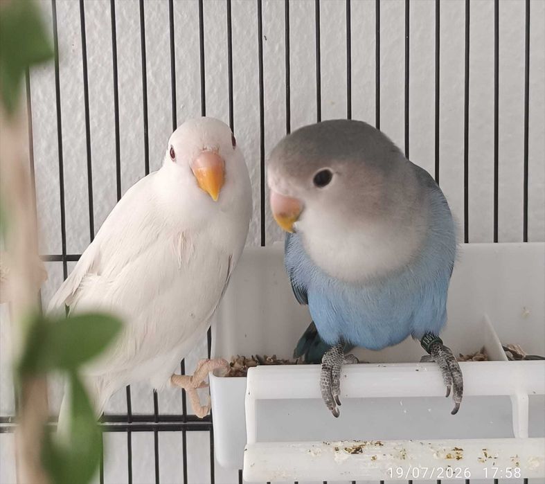 casal de Agapornis roseicollis