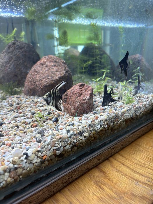 Skalary  10 cm.    Wysyłka