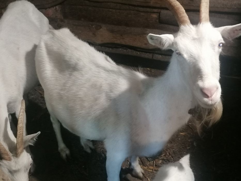 Продам Кіз та козенят