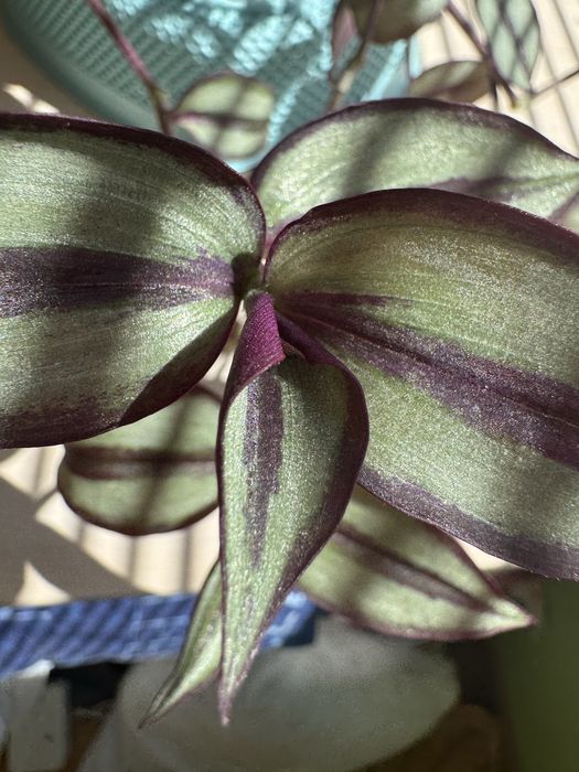 Традисканція кімнатна рослина