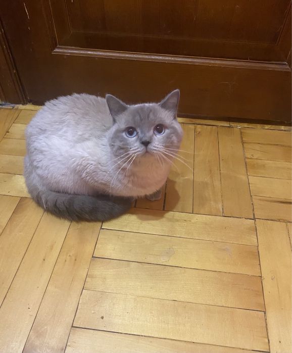 Вязка шотланського котика !