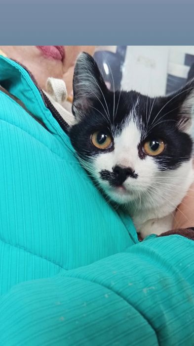 Отдам черно-белого котенка, девочка, 4 месяца