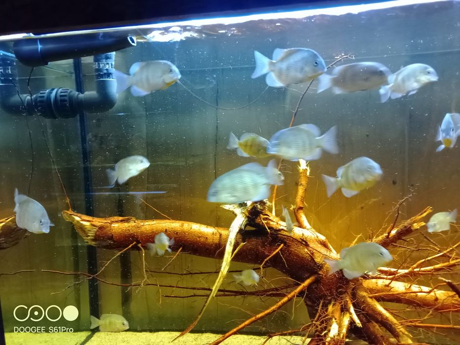 Paretroplus menarambo
Paretroplus menarambo (A