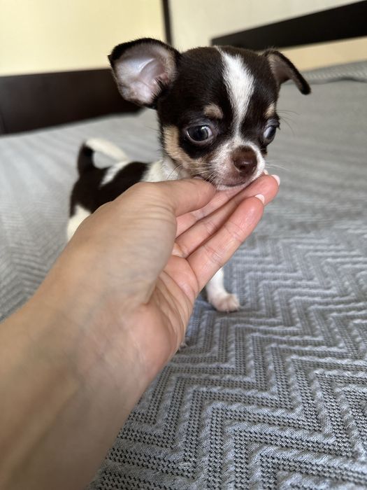 Menino Chihuahua super mini