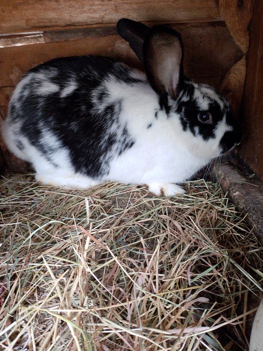 Продам кроликів.