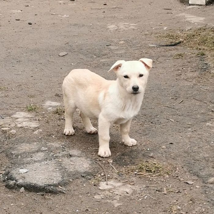 Щенок в хорошие руки