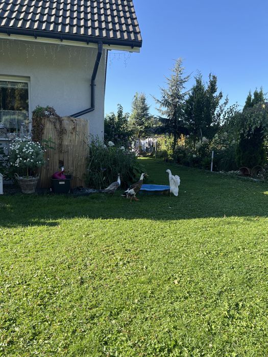 Sprzedam kaczki Biegusy 3 kaczki i 1 kaczor
