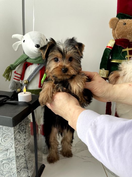 VIP Йорки — краса з характером