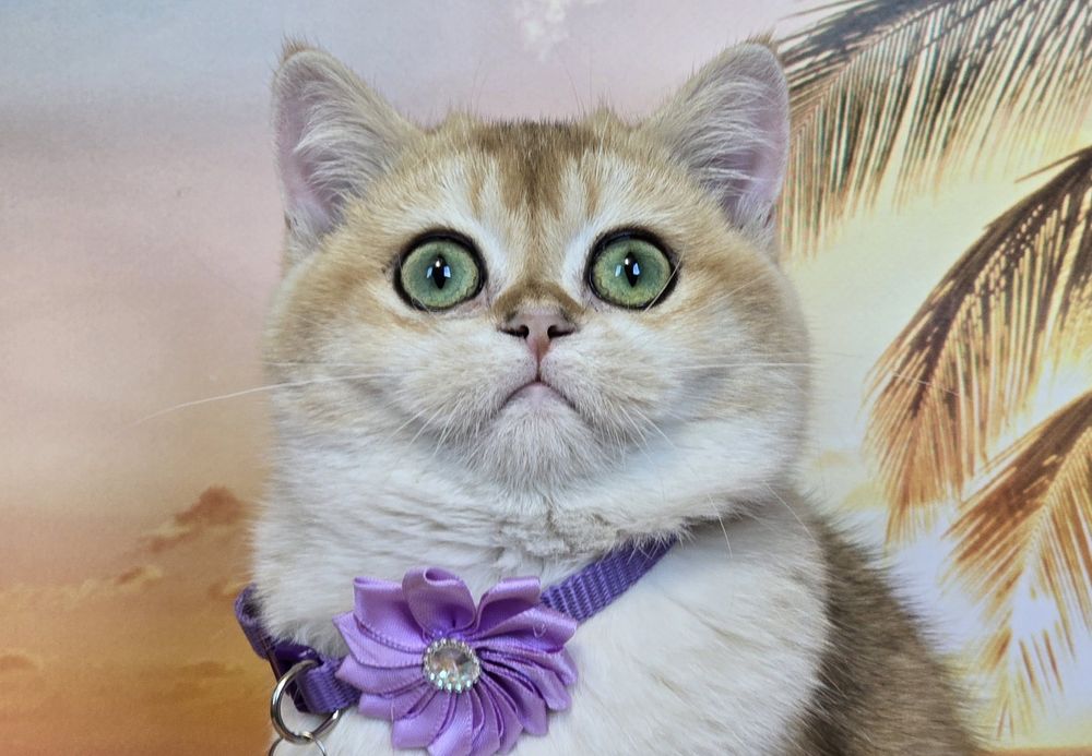 Золотая шиншилла ny12