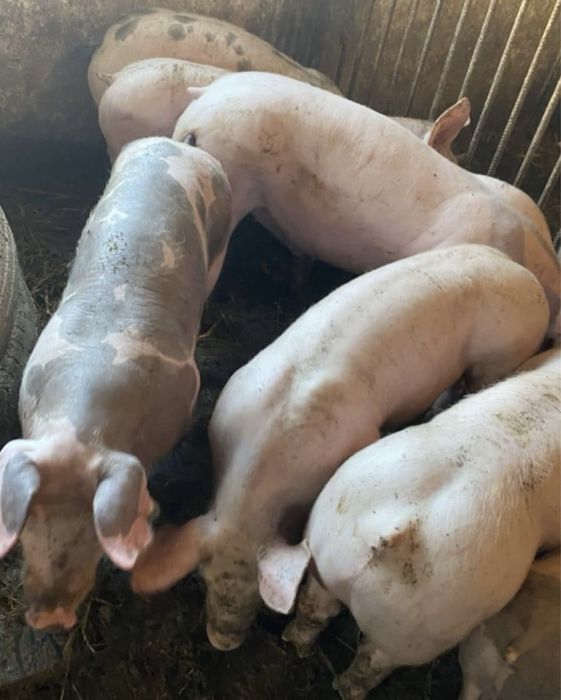 Поросята для відгодівлі