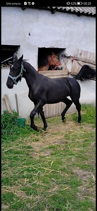 Klacz Śląska programowa zamiana