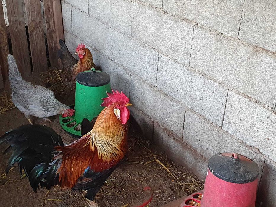 Vendo ovos  galados de galinhas leghorn  brown