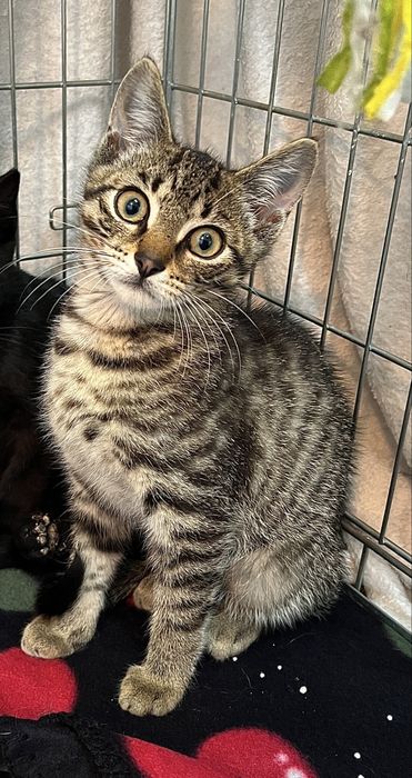 Hebcio i Gucio do adopcji kociaki 3 miesiace