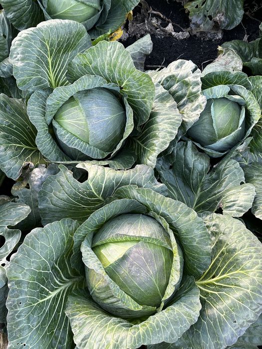 АГРЕСОР F1  |   Топ якість