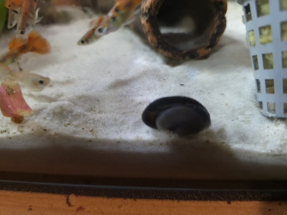 Ślimak Helmet NA GLONY