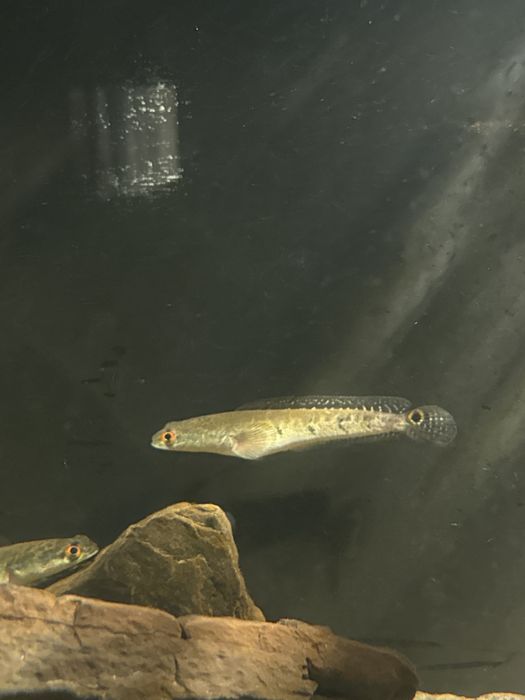 Channa Marulius polecam