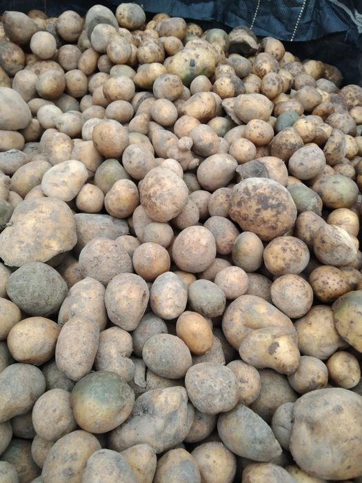 Ziemniaki drobne paszowe odpadowe nie sianokiszonka