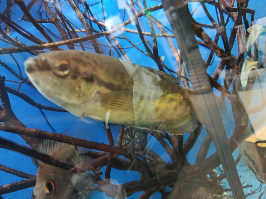 Gourami snakeskin