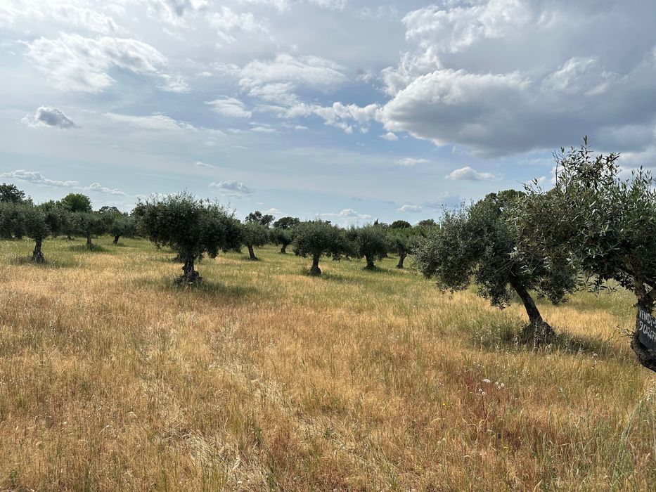 terreno rustico com olival