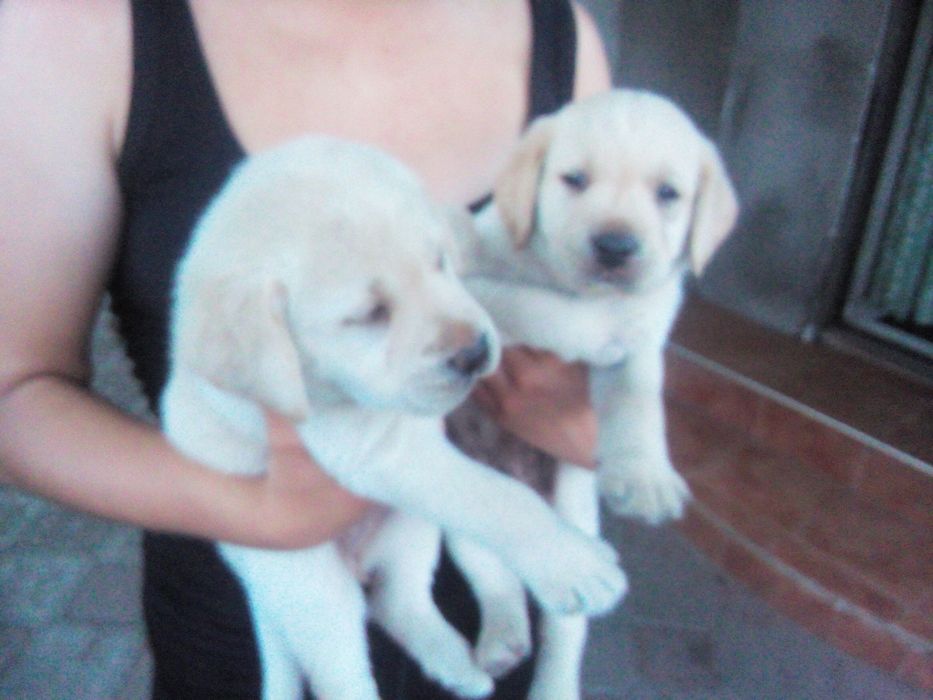 Лабрадор ретривер