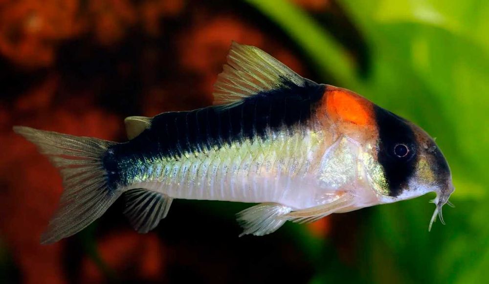 Kirysek Adolfa - Corydoras adolfoi