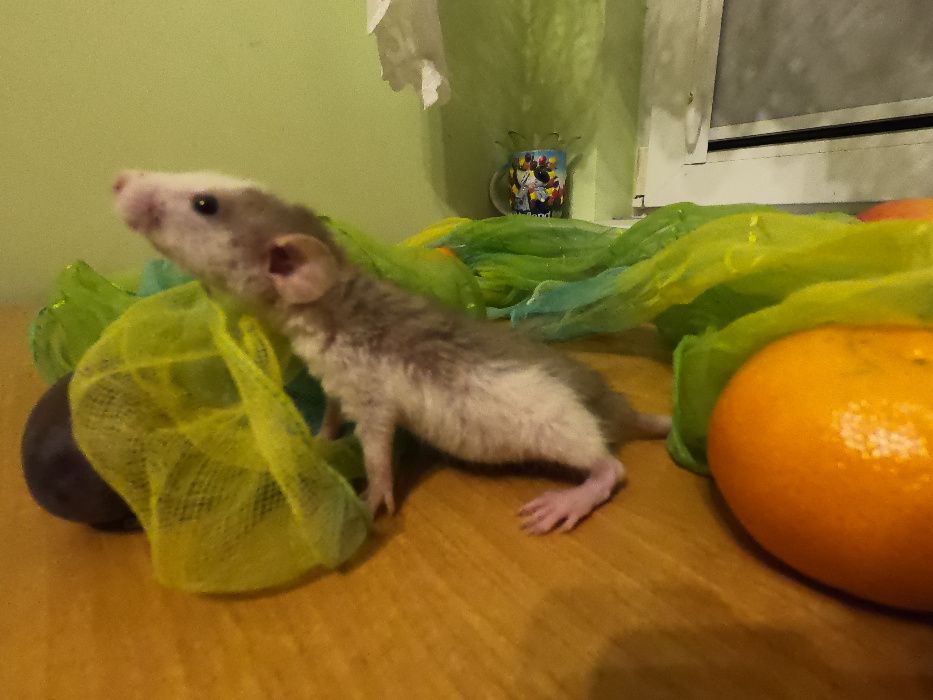 Szczury szczurki REX i DUMBO REX