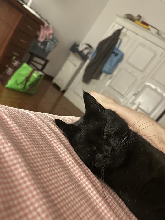 Gata preta meiguinha