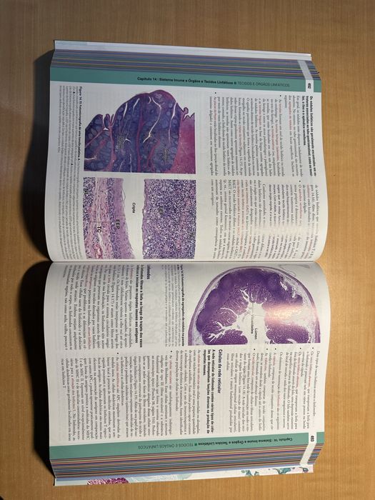 ROSS Histologia (Texto e Atlas) 8ªedição em Português