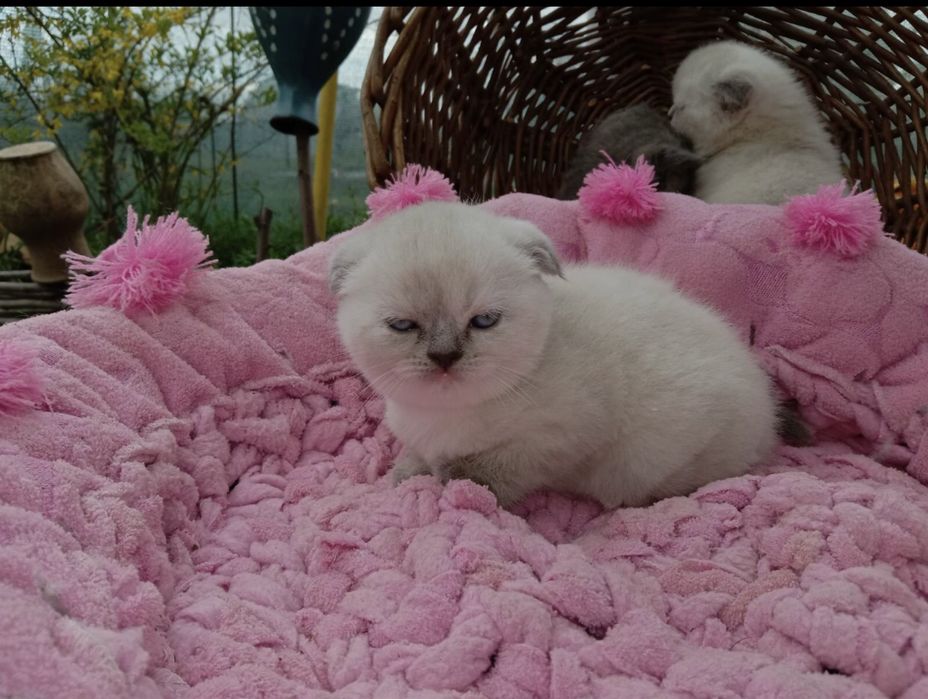 Кот для случки