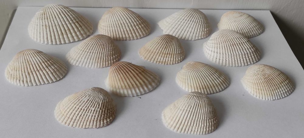 muszle dekoracyjne, duże - zestaw.