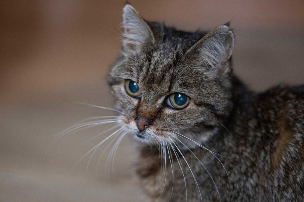 Mała Misia szuka wspólnego domu z Milusią! Fundacja "Stawiamy na Łapy"