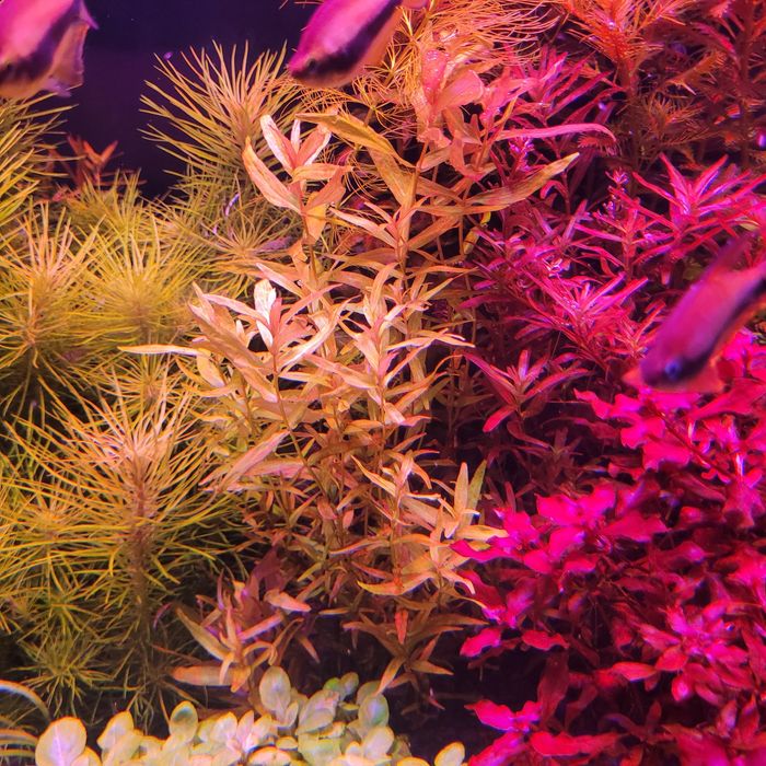 Ludwigia mini super red