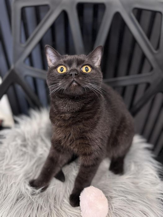 Kocięta Szkockie. 10 msc. Kotka czekoladowa. Rodowód