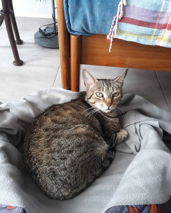 Pet Sitting e Passeio de Cães em Albufeira