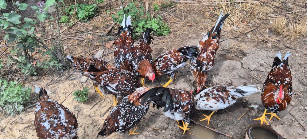 Jajka lęgowe/pisklaki włoszka porcelanowa