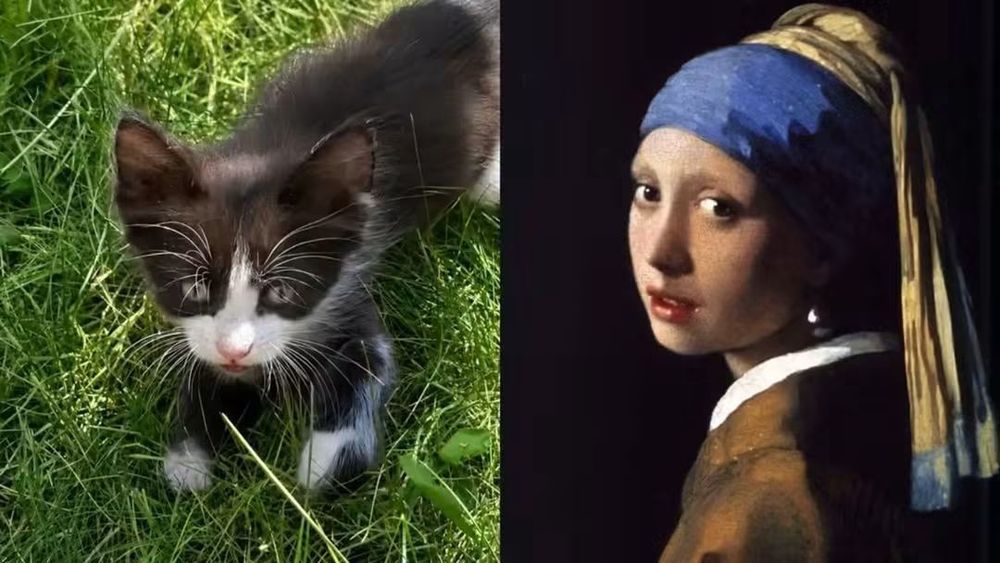 Кошенята шукають люблячу родину