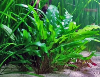 Криптокарина красная и зелёная Вендта