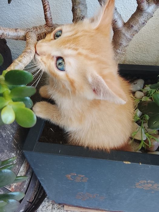 Gatinhos laranja para adoção