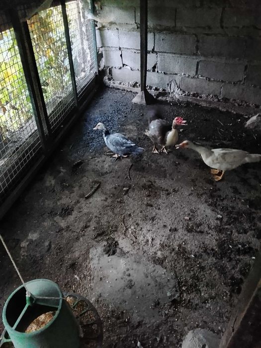 Patos mudos adultos