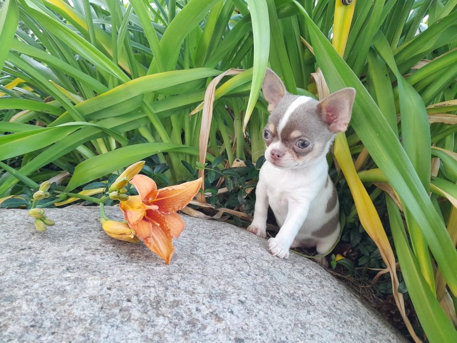 Chihuahua piesek