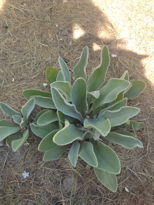 Firletka kwiecista omszona, sadzonki kopane z gruntu