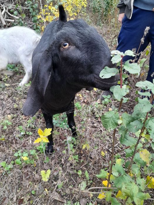 Кози Англо-Нубійські