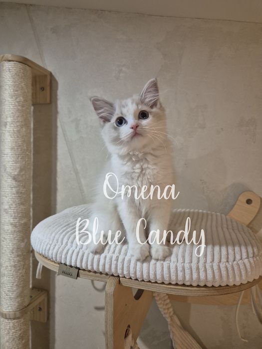 Kotka Ragdoll Omena Blue Candy Pl FPL Warszawa