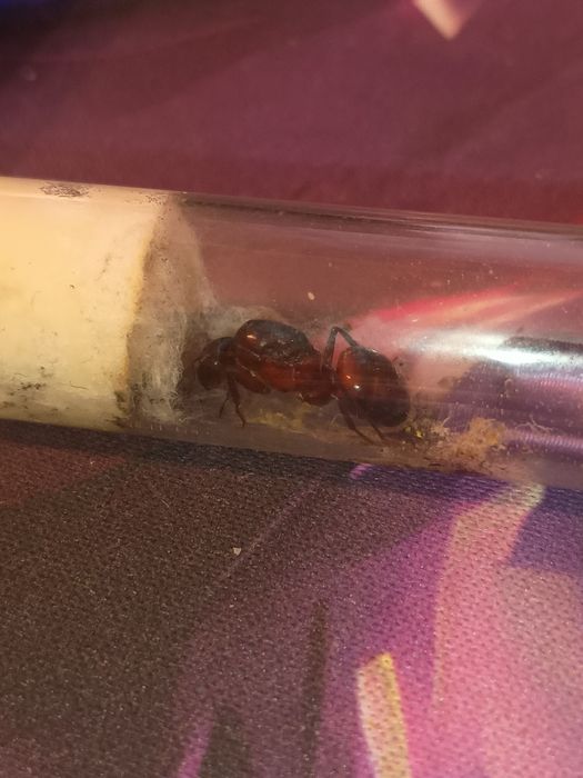 Camponotus ligniperda Q (szklana probówka)