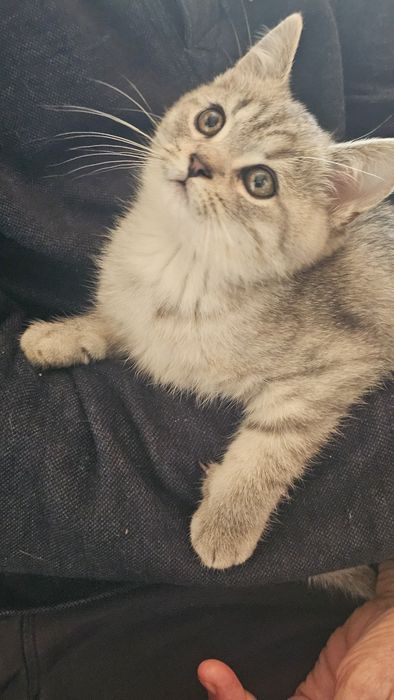 кошотландські кошенята