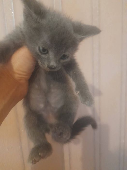 Кошенятко в родину